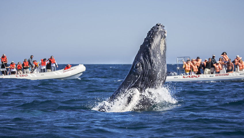 Llegan las ballenas jorobada a la península de Samaná, para el disfrute de los turistas, y el apareo de ellas.