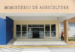 Agricultura y sector arrocero activan estrategia nacional para enfrentar el chinche de la espiga